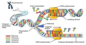 Steps of DNA Replication