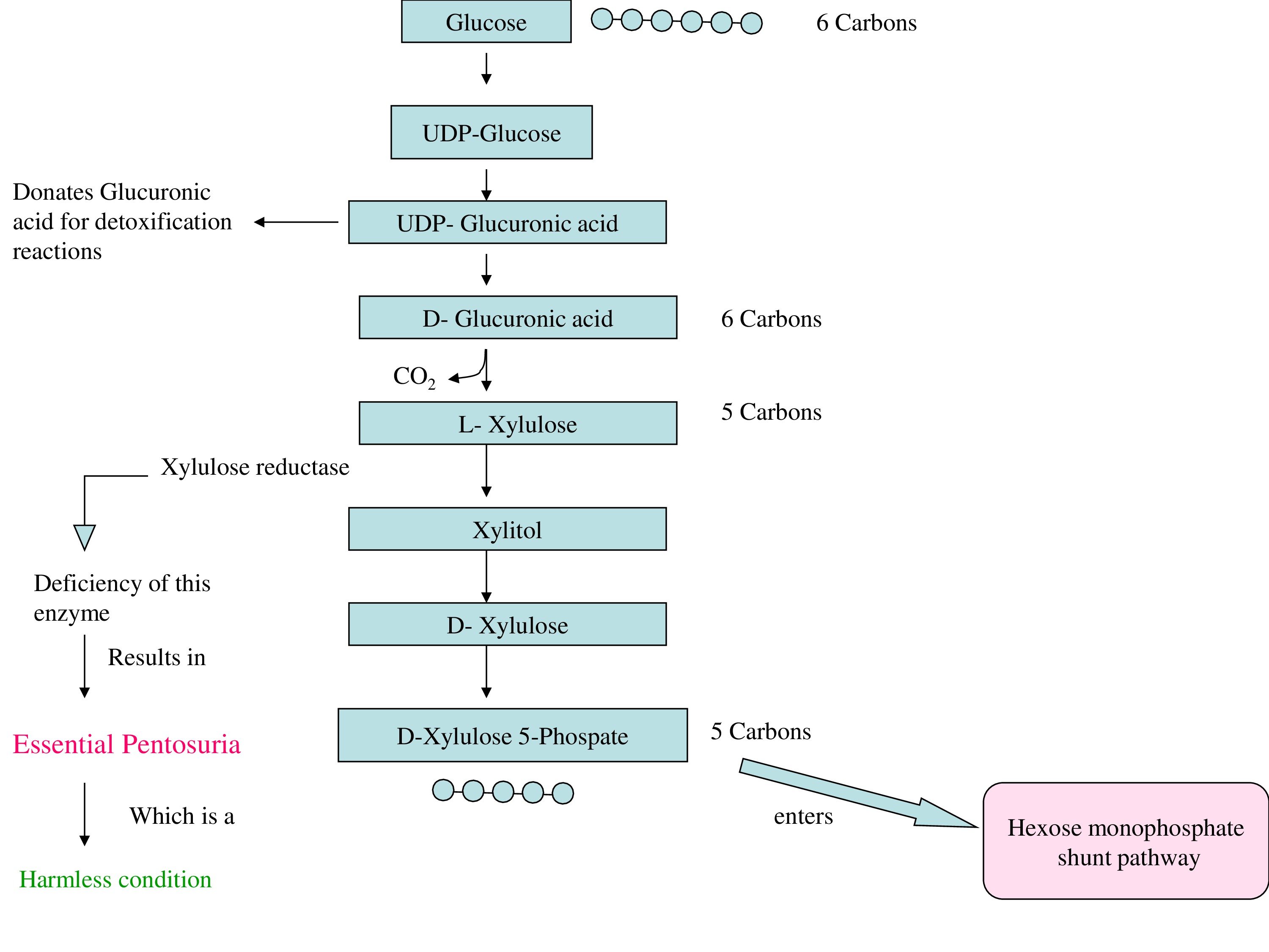 Steps of Uronic Acid Pathway