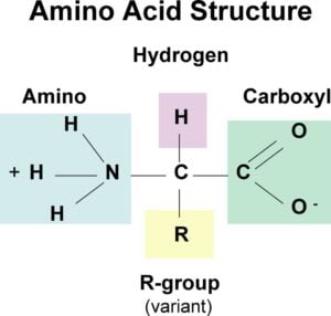 Structure of Amino acids