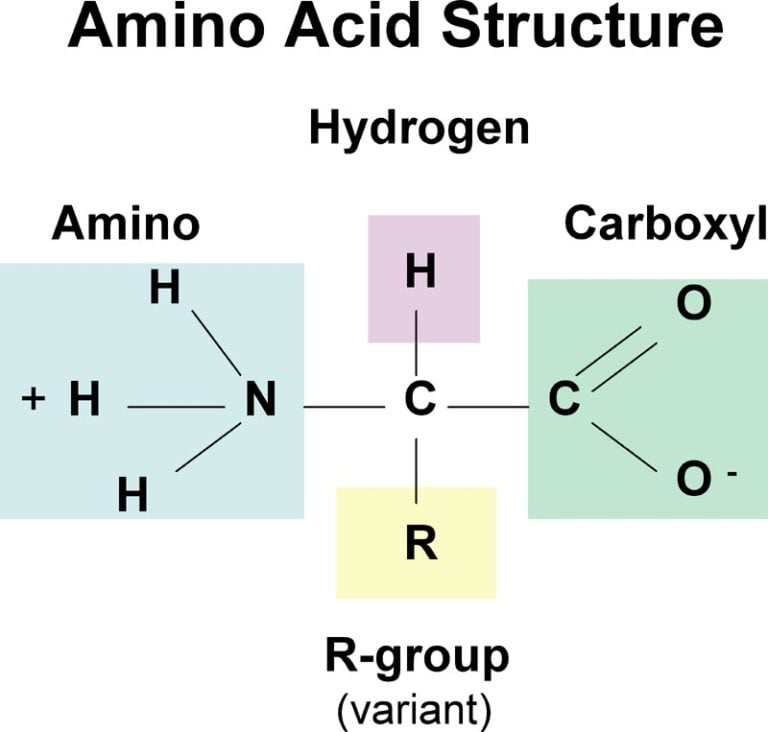 download free amino acid structure