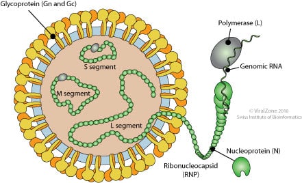 Structure of Hanta Virus