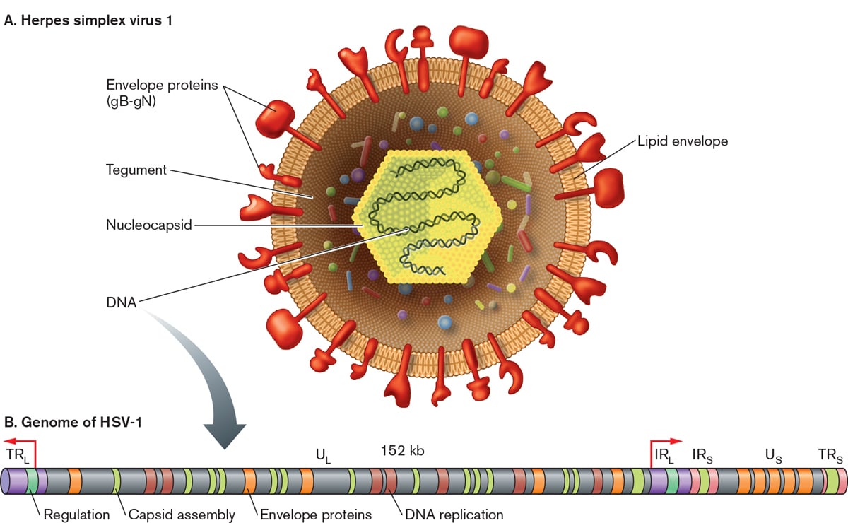 Structure of Herpes simplex virus 1 (HSV-1)