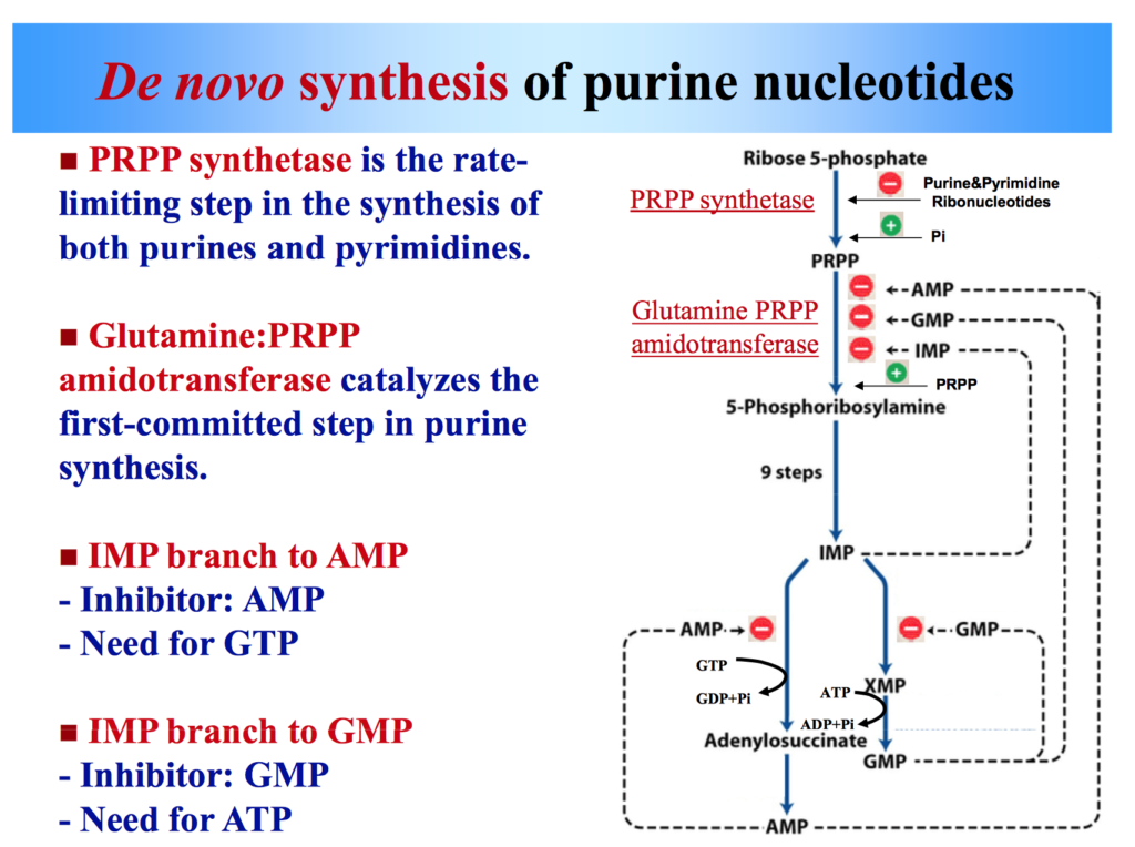 synth-se-des-purines-biochimie-microbes-notes-datakosine