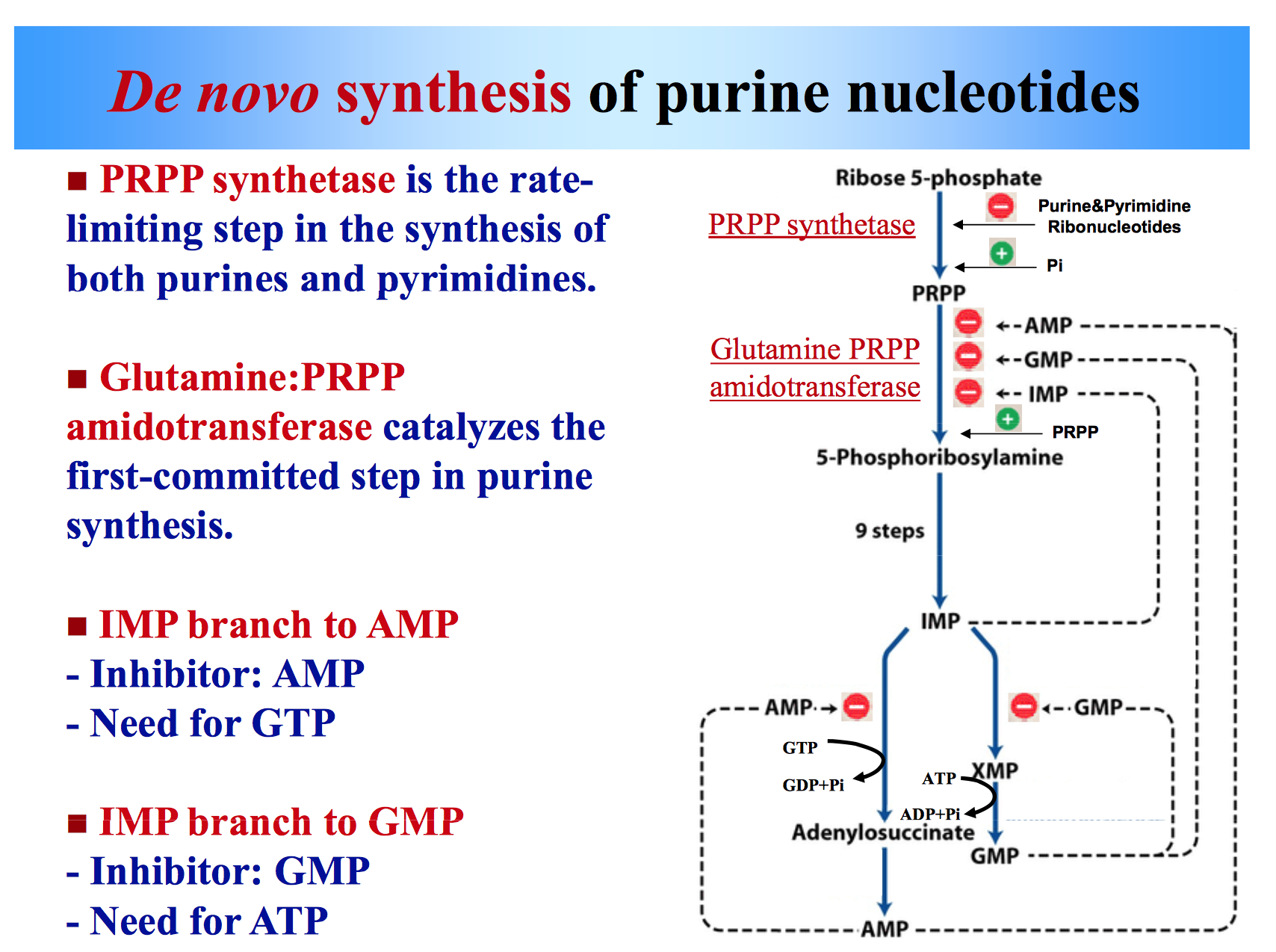 The De novo synthesis of Purine