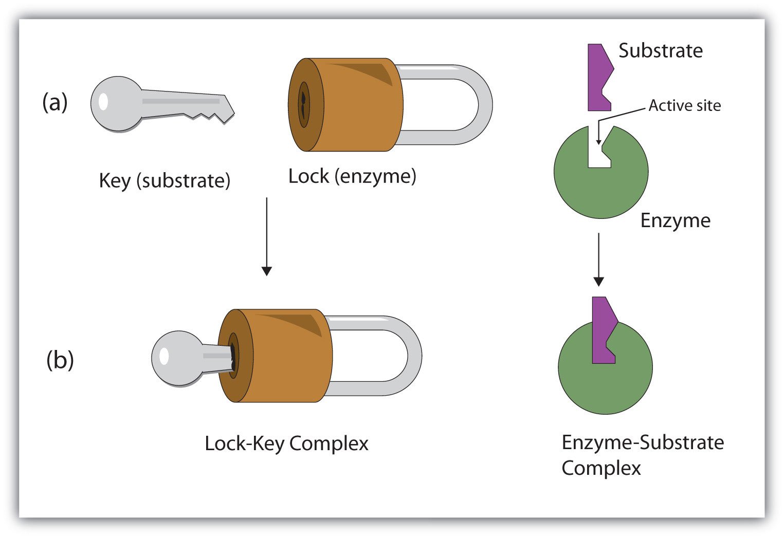 The Substrate-Enzyme Binding