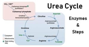 Urea Cycle- Enzymes and Steps