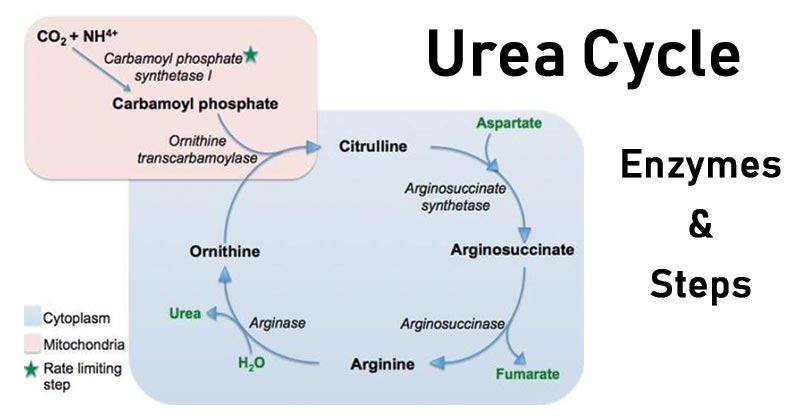 Urea Cycle Simple Diagram Urea Cycle Simple Diagram