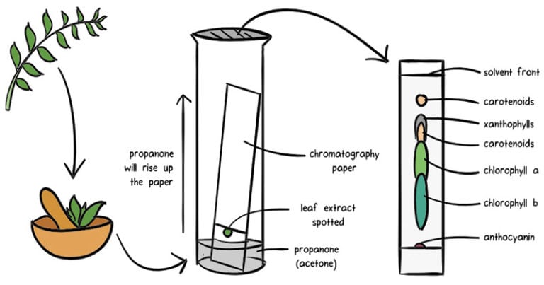 Chromatography Definition Principle Types Applications