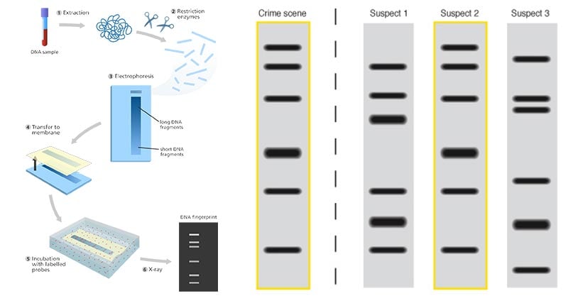 DNA Fingerprinting- Principle, Methods, Applications