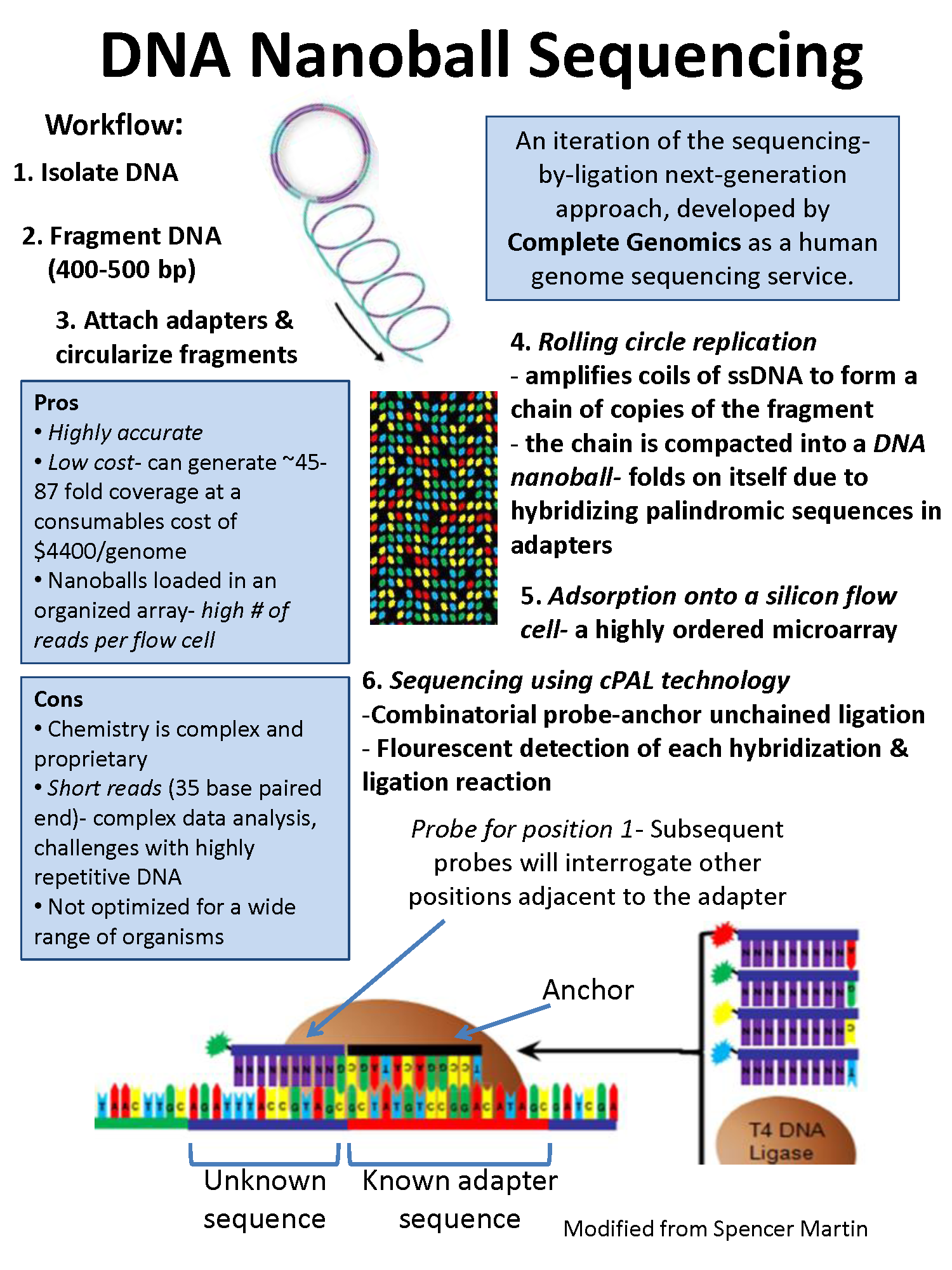 DNA nanoball sequencing