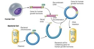 Gene Cloning- Requirements, Principle, Steps, Applications