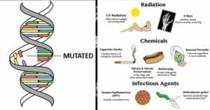 Mutation- Causes, Mechanisms, Agents and Significance