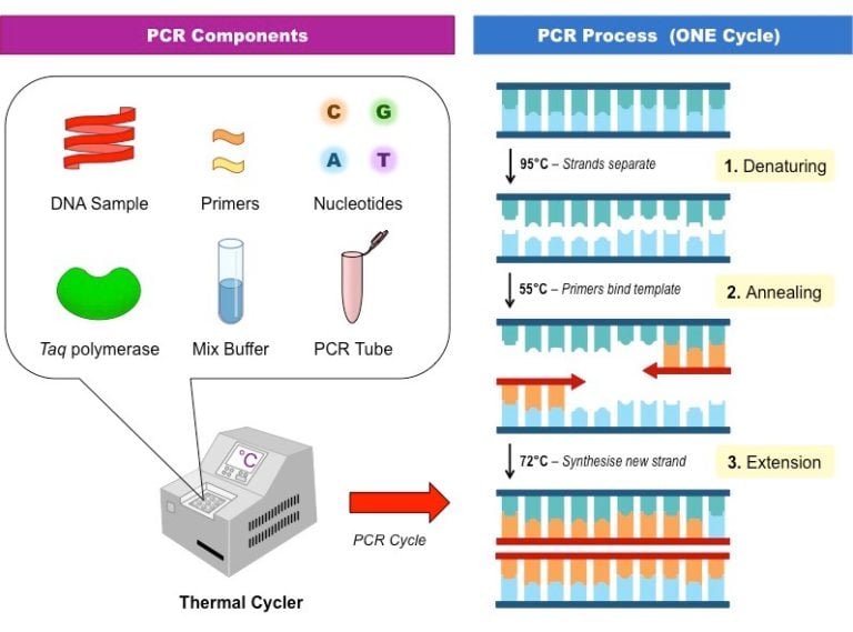 Polymerase Chain Reaction (PCR) Principle, Steps, Applications