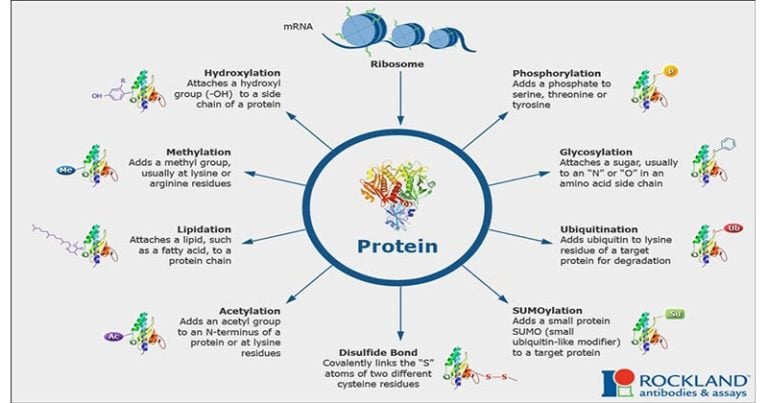 post-translational-modification-definition-processing