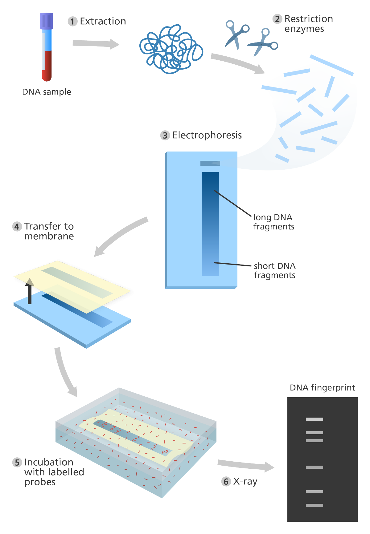 DNA Fingerprinting Principle Methods Applications