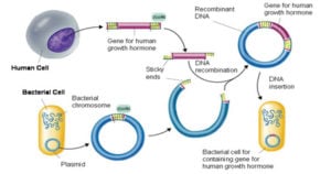 Recombinant DNA technology
