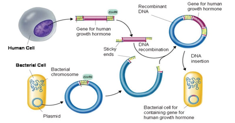 Recombinant DNA Technology- Definition, Steps, Applications