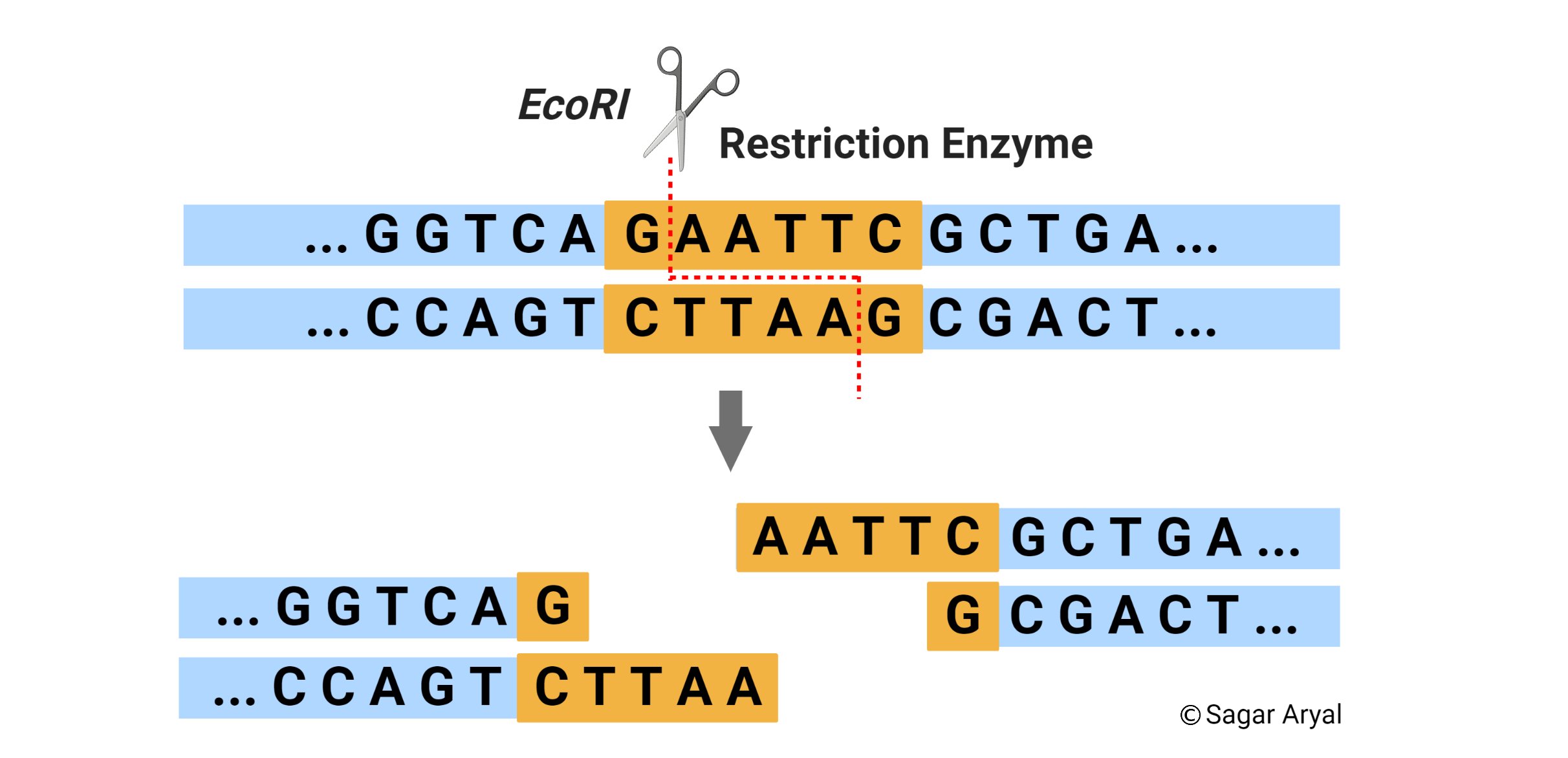 Restriction Enzyme (Restriction Endonuclease)