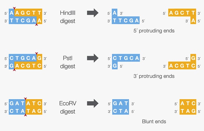 restriction enzymes