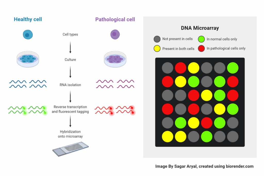 Dna Microarray Definition Principle Procedure Types