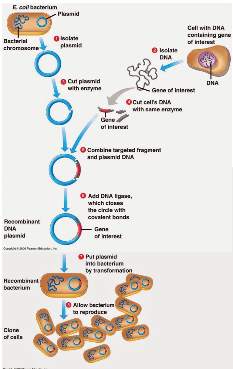 Gene Cloning Requirements Principle Steps Applications