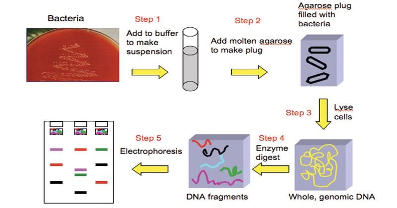 Pulsed Field Gel Electrophoresis PFGE