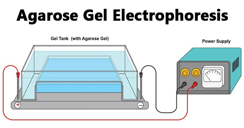 Electroforesis en gel de agarosa