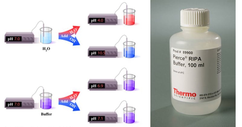 Buffer and Extraction Buffer