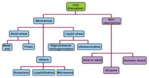 Cell Disruption Methods