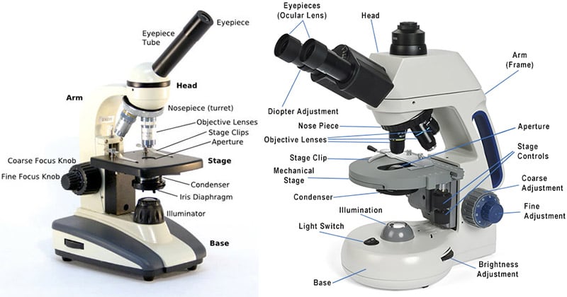 Compound Microscope- Labeled Diagram, Principle, Parts, Uses