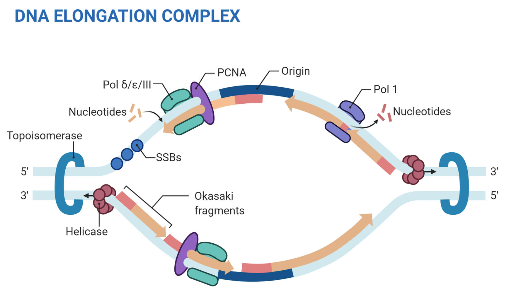 Eukaryotic DNA Replication Features Enzymes Process Significance