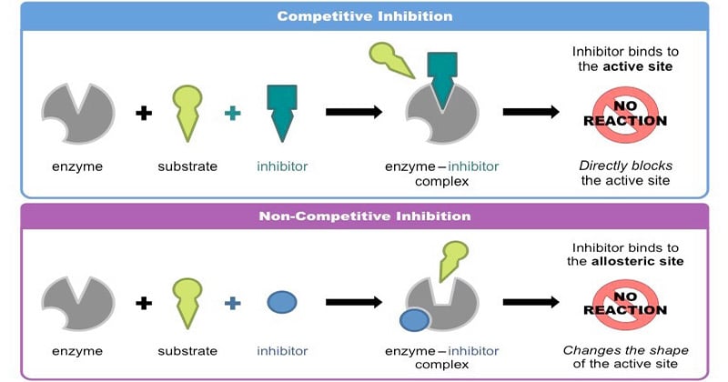 Enzyme Inhibition Biochemistry Microbe Notes