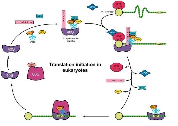 Initiation of Protein Synthesis