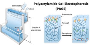 Polyacrylamide Gel Electrophoresis (PAGE)