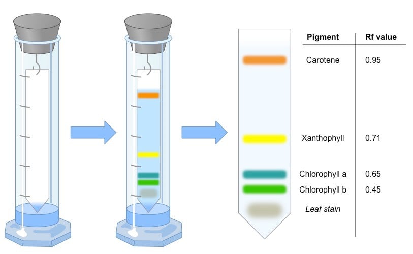 Principio de la cromatografía de papel