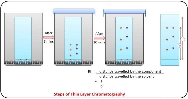 Steps of the thin-layer chromatography.