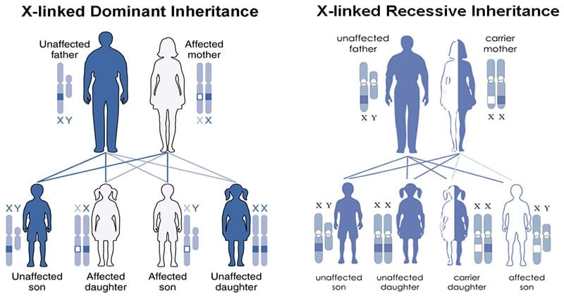 Sex-linked Inheritance
