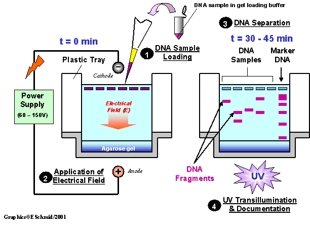 Pasos de la electroforesis en gel de agarosa