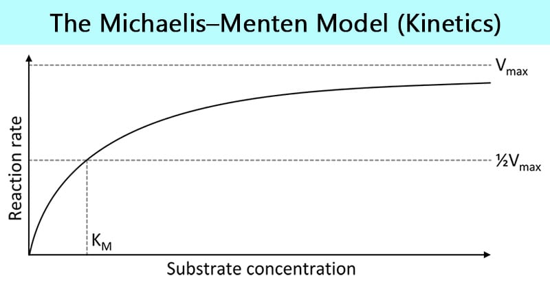The Michaelis–Menten model