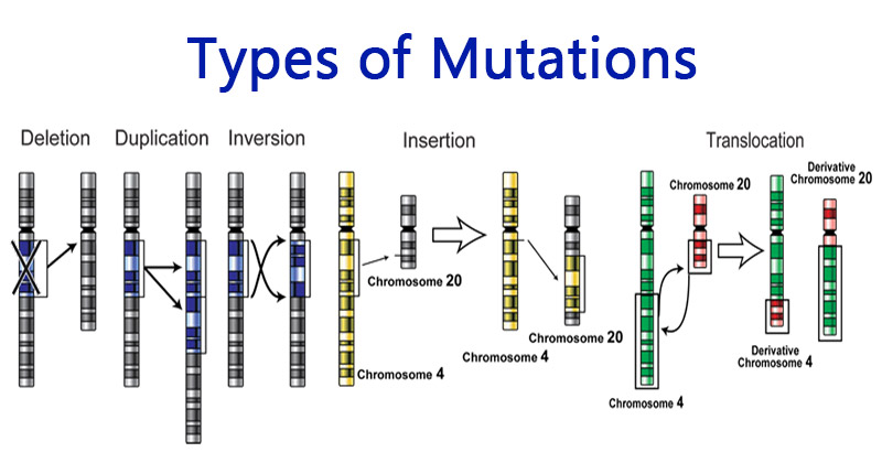 Types Of Dna Mutations In Humans Types Of Dna Mutations In Humans