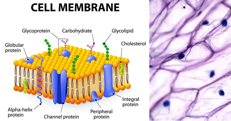 Structure des membranes