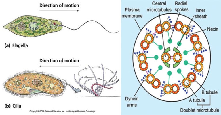 Cilia and Flagella- Definition, Structure, Functions and Diagram