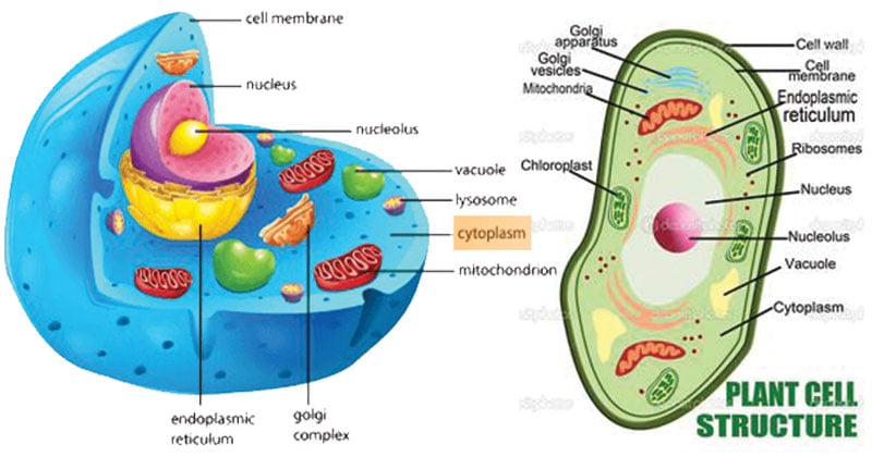 Cytoplasm- Structure, Components, Properties, Functions