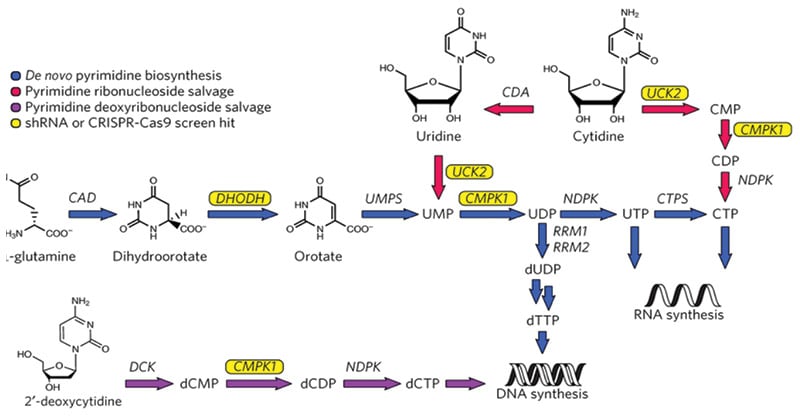 pyrimidine nucleotide