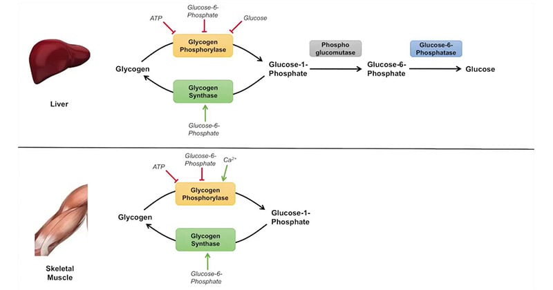 Glycogenolysis