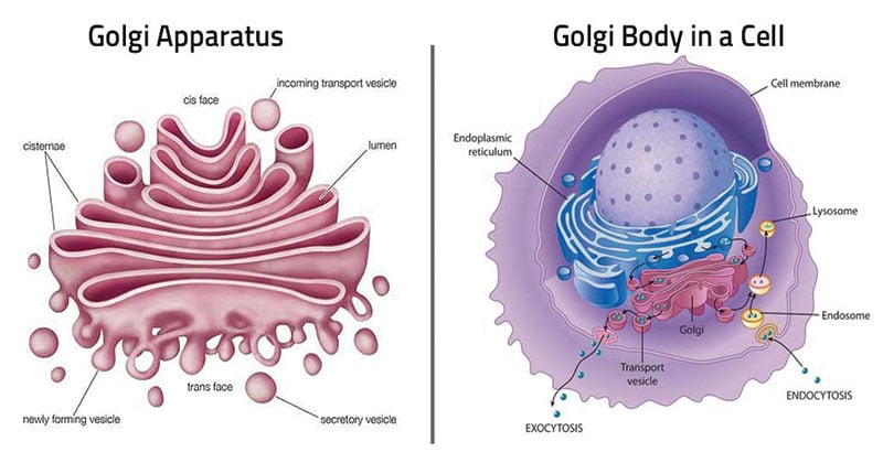 What does the golgi apparatus do in an animal cell Golgi Apparatus Definition Structure Functions And Diagram