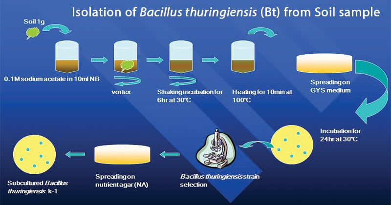 Isolation of Bacillus thuringiensis (Bt) from Soil sample