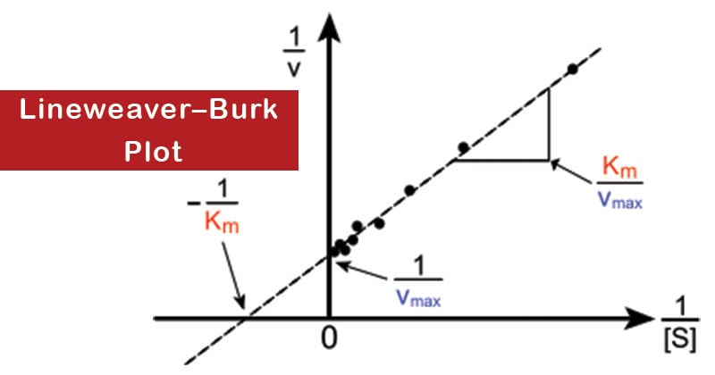 competitive inhibition lineweaver burk plot