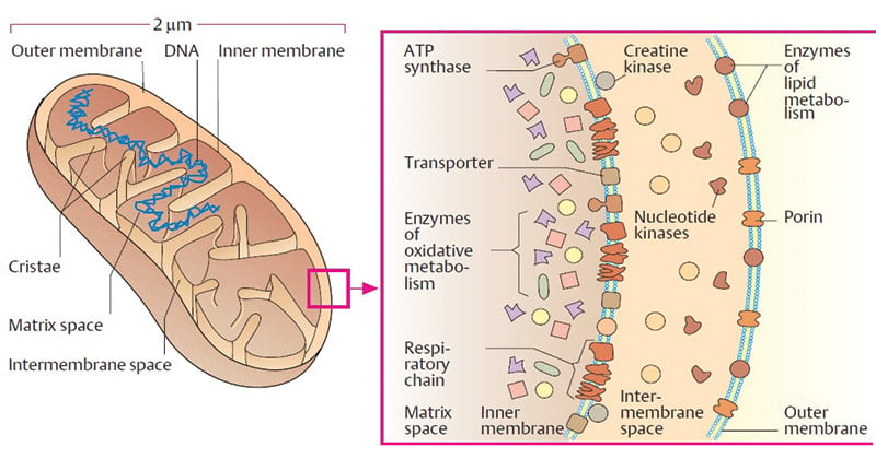 Mitochondria- Definition, Structure, Functions and Diagram