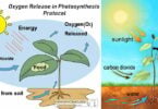 Oxygen Release in Photosynthesis Protocol Oxygen Release in Photosynthesis Protocol